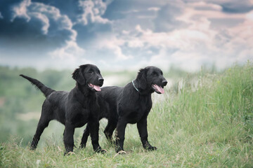 Two black puppies of flat coated retriever posing against the beautiful sky.