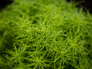 雨に濡れる植物の青葉　6月