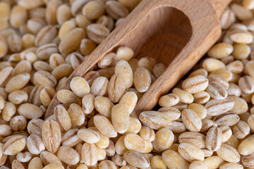 Pearl barley grains in wooden spoon, healthy food
