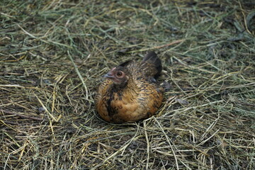 Small bantam hen