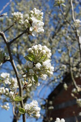 blooming apple tree