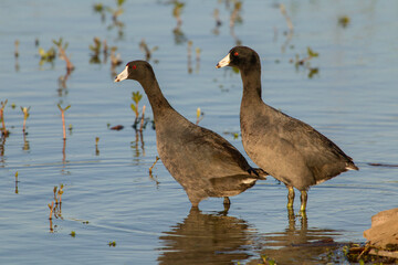 American Coot couple