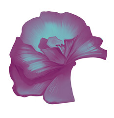 Set drawing botanical illustration for  banner, postcard, flyer, card, clipart, design. Isolated element for pattern, decoration, collage.  Flower orchidea red, pink © an