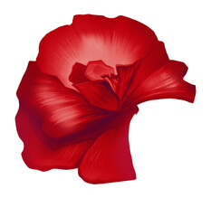 Set drawing botanical illustration for  banner, postcard, flyer, card, clipart, design. Isolated element for pattern, decoration, collage.  Flower orchidea red, pink © an