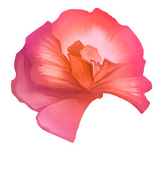 Set drawing botanical illustration for  banner, postcard, flyer, card, clipart, design. Isolated element for pattern, decoration, collage.  Flower orchidea red, pink © an