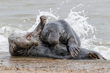 Atlantic Grey Seal young couple courtship play
