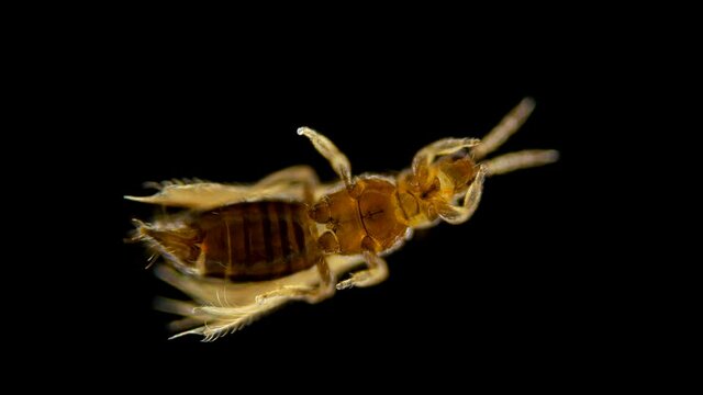 Insect Thysanoptera under a microscope, in agronomy, most types of thrips are considered pests of agricultural crops, there are also carnivorous species, sample size 1.5 mm