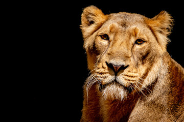 Obraz na płótnie Canvas an artistic view of a lioness