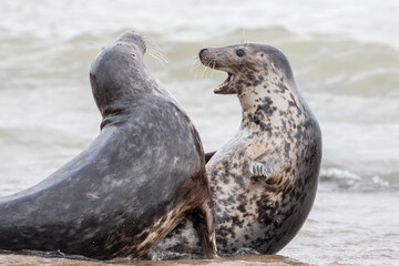 Atlantic Grey Seal young couple courtship play