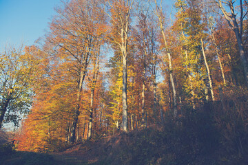 Obraz premium Blue sky through the autumn trees. Nature background.