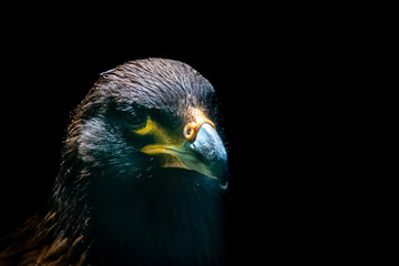 portrait of a falcon.