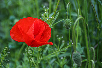 Red poppy blooming in a field