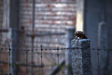 White-headed babbler