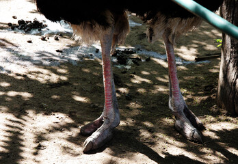 ostrich on the ground