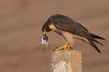 Perigrine facon on sandpiper kill