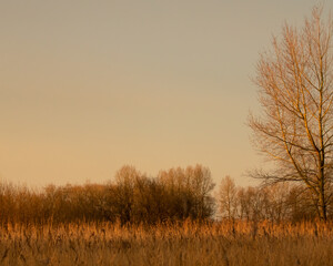 Golden light on fen reed beds at sunrise. Concept of tranquility of being out in nature