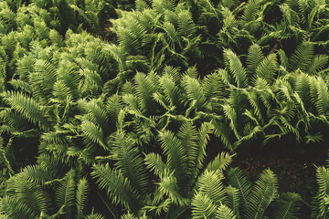 green fern leaves