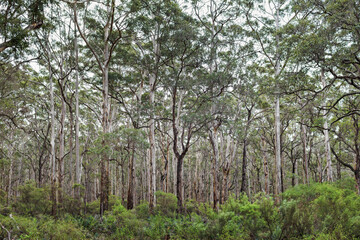 Fototapeta na wymiar Bonarup Forrest, Western Australia
