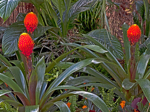 The exotical flowering Bromeliad Guzmania conifera in a tropical garden