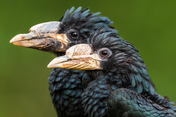 Piping Hornbill - Bycanistes fistulator, small black hornbill from Central and West African forests and woodlands, Senegal.