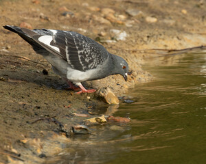 Thirsty lone feral pigeon (Columba livia domestica) drinking at water`s edge from lake