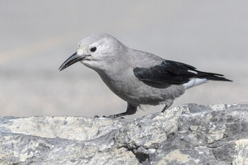 Clark's Nutcracker