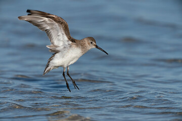 Dunlin take off