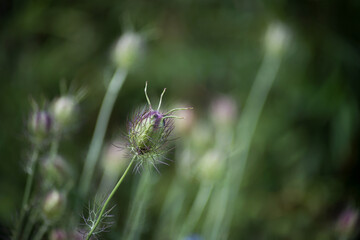 Closeup of nigella damascena fruit in a meadow