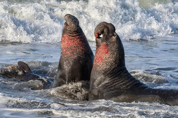 Northern Elephant Seals alpha males fighting