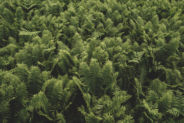 green leaves background