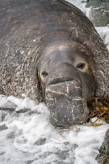 Northern Elephant Seal bull portrait