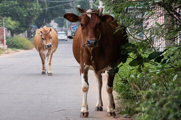 Holy cows walking the streets of India
