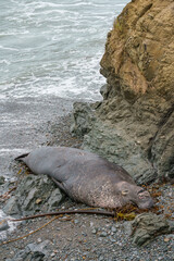 Northern Elephant Seal mature bull