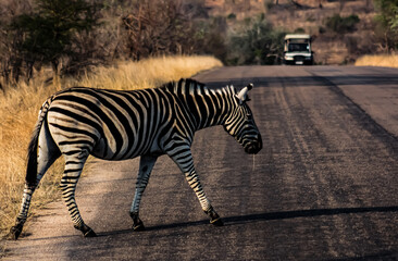Zebra running across a Street in the Background comes a Car