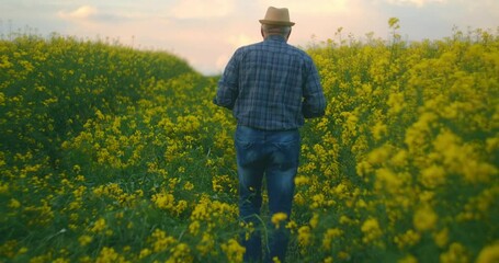 View from the back a man farmer in a hat walking with a tablet in a field of yellow flowers