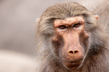 A young brown colored baboon