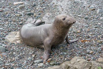 Northern Elephant Seal juvenile bull