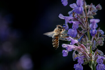 A honey bee polinating a purple flower