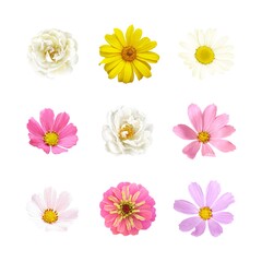 Floral set of flowers Chamomile (Daisy), yellow Rudbeckia, white Roses, pink Major and pink, purple, white Cosmos (Coreopsis). Vector isolated illustration, collection for your design.