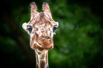 A funny looking giraffe looking straight ahead