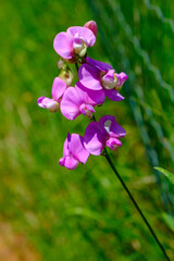 Fototapeta premium Lathyrus Latifolius, Parco del Beigua, Liguria