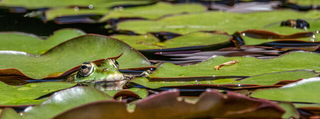 Green frog hiding under a lilly pad
