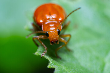 beautiful macro closeup shots of insects