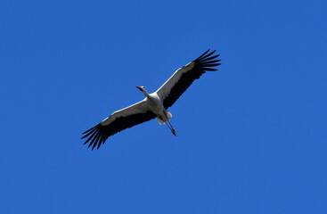 fliegender storch