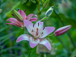 True lily in garden