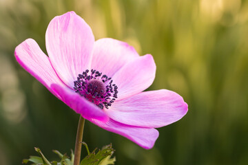 アネモネの花　春のイメージ
