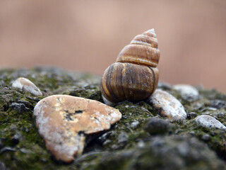 Snail shell on the rock with blurry background