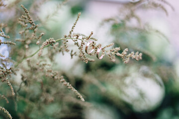 spring flowers in the wind