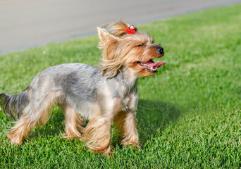 Dog pet Yorkshire Terrier on a walk in the park