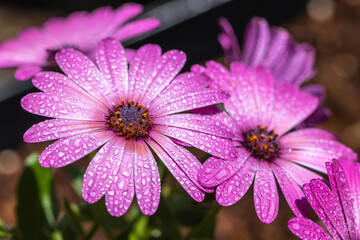 Fototapeta premium デイジーの花